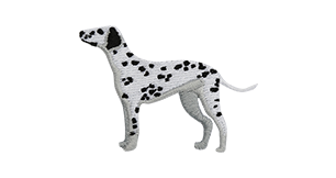 Classic Dalmatian Dog Breed Guide & Care Tips